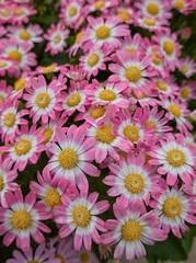 pink daisy in bloom in spring