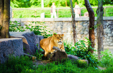 Portrait of an African lioness (Panthera leo)