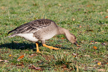 Taiga bean goose eating grass. Cute common waterbird.