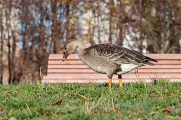 Taiga bean goose walking on grass to city. Cute common waterbird in anthropogenic landscape.
