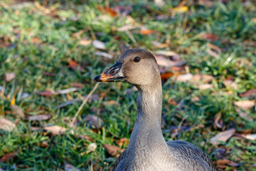 Taiga bean goose on grass. Cute common waterbird.