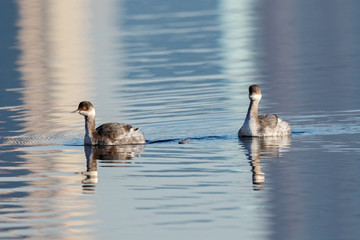 Black-necked grebe pair in autumn plumage swimming on water with reflections. Cute beautiful fluffy waterbirds in wildlife.