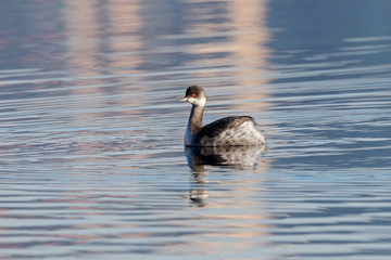 Black-necked grebe in autumn plumage swimming on water with reflections. Cute beautiful fluffy waterbird in wildlife.