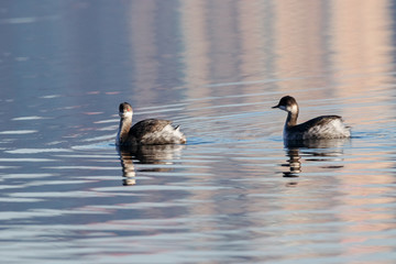 Black-necked grebe pair in autumn plumage swimming on water with reflections. Cute beautiful fluffy waterbirds in wildlife.