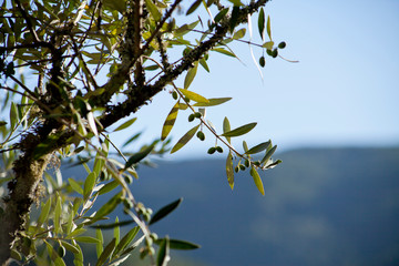 Olive Tree branches with olives.