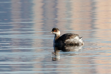 Black-necked grebe in autumn plumage swimming on water with reflections. Cute beautiful fluffy waterbird in wildlife.