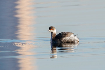 Black-necked grebe in autumn plumage swimming on water with reflections. Cute beautiful fluffy waterbird in wildlife.