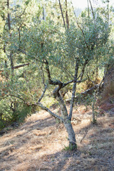 Olive Tree branches with olives.