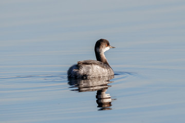 Black-necked grebe in autumn plumage swimming on water with reflections. Cute beautiful fluffy waterbird in wildlife.