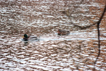 water surface with the reflections, ducks swim in search of food and home. tree without leaves
