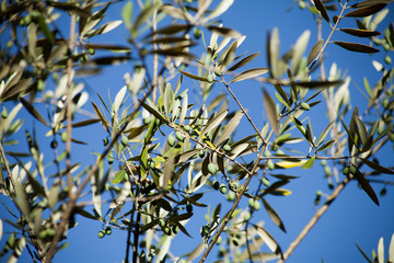 Olive Tree branches with olives.