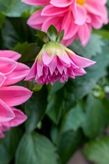 pink dahlia in the garden