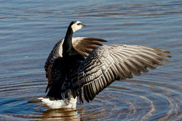 Barnacle goose on water. Cute beautiful waterbird.