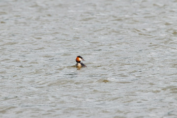 Great crested grebe swimming on water. Bird in wildlife.