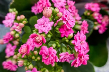 pink begonia flower in spring