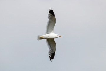 Common gull (larus canus) in flight. Cute white waterbird. Bird in wildlife.