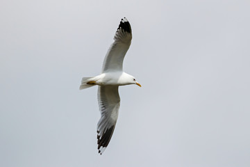 Common gull (larus canus) in flight. Cute white waterbird. Bird in wildlife.