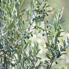 Obraz na płótnie Canvas Olive Tree branches with olives.