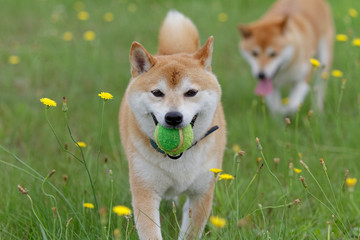 野原で遊ぶ柴犬