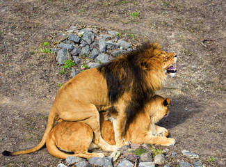 Lion and Lioness