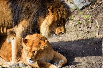 Lion and Lioness