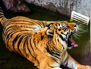 Beautiful amur tiger portrait