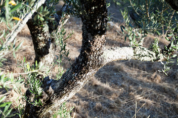 Olive Tree branches with olives.
