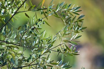 Olive Tree branches with olives.