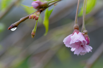 水滴の付いた枝垂れ桜