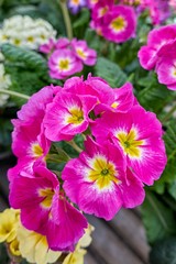 Obraz na płótnie Canvas colorful primroses in spring season