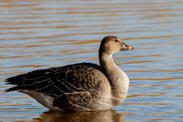 Taiga bean goose on water. Cute common waterbird.