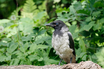 Hooded crow (corvus cornix) juvenile sitting on fallen tree. Cute funny baby bird in wildlife.