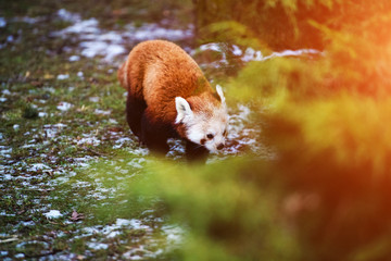 Portrait of a Red Panda ( Ailurus fulgens )