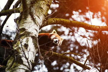 Portrait of a Red Panda ( Ailurus fulgens )