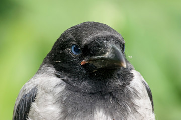 Hooded crow (corvus cornix) juvenile portrait. Cute funny baby bird in wildlife.