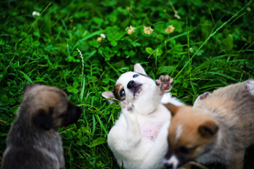 Naklejka na ściany i meble puppies playing on green grass