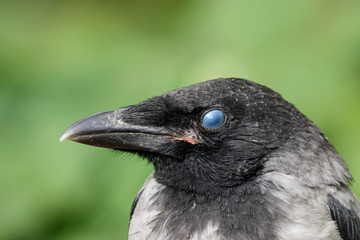 Hooded crow (corvus cornix) juvenile portrait with closed eye. Blink. Cute funny baby bird in wildlife.