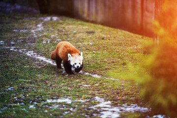 Portrait of a Red Panda ( Ailurus fulgens )