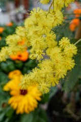 yellow mimosa in bloom