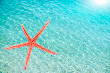 Fototapeta na wymiar Background with starfish in trendy color on background sea water 