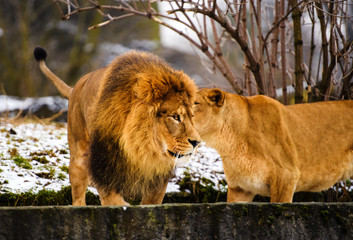 Beautiful Mighty Lion.