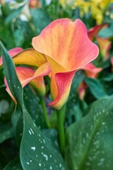 colored calla lily in the garden