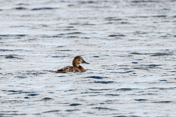 Common pochard (aythya ferina) female swimming on water. Cute brown duck. Bird in wildlife.