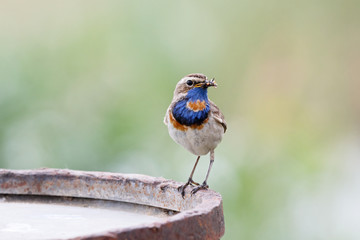 Bluethroat (luscinia svecica) male sitting on metal barrel with insect in beak. Cute bright...