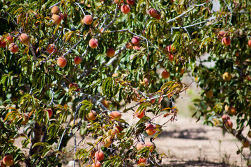 Peach Tree with Fruits