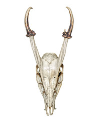 Barking deer skull isolated on white background