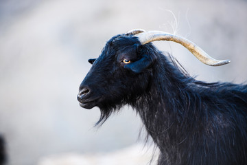 Single mountain goat standing on the top of Tahtali Mountain, Turkey.