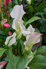 white pink colored calla lily in the garden