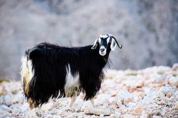 Single mountain goat standing on the top of Tahtali Mountain, Turkey.
