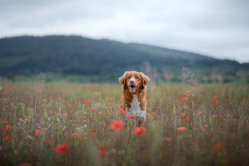portrait of a dog in the field. Nova Scotia Duck Tolling Retriever. Pet in nature